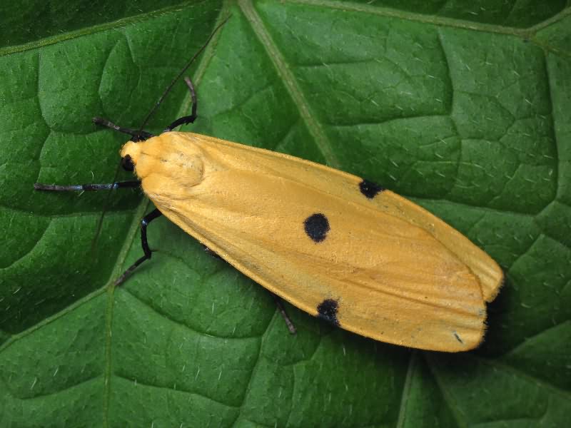 Lithosia quadra (Linnaeus, 1758)